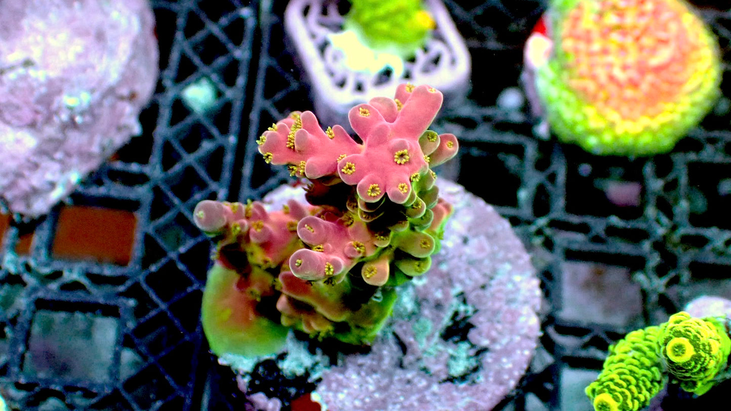 Pinkie acropora 1” frag