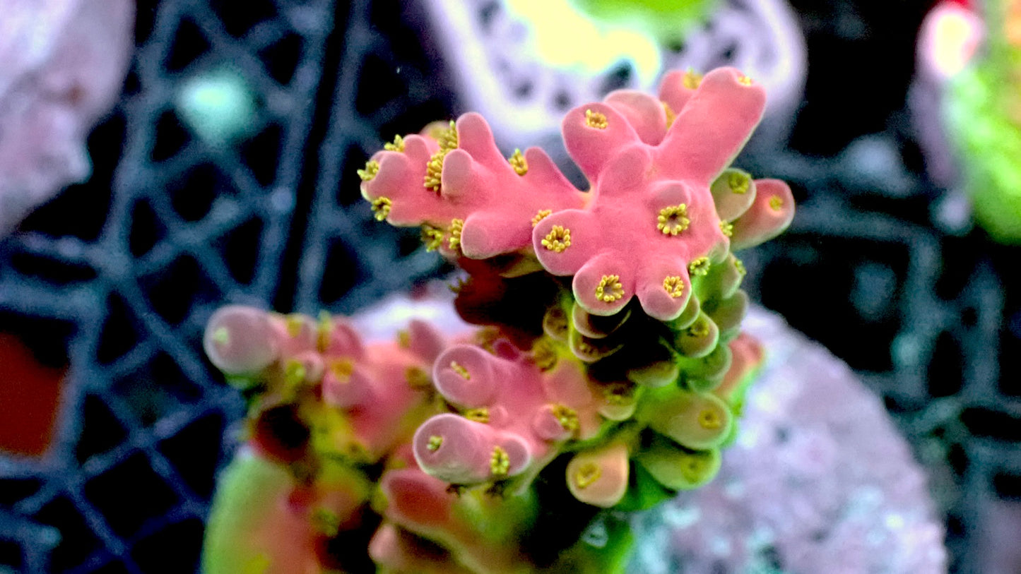Pinkie acropora 1” frag