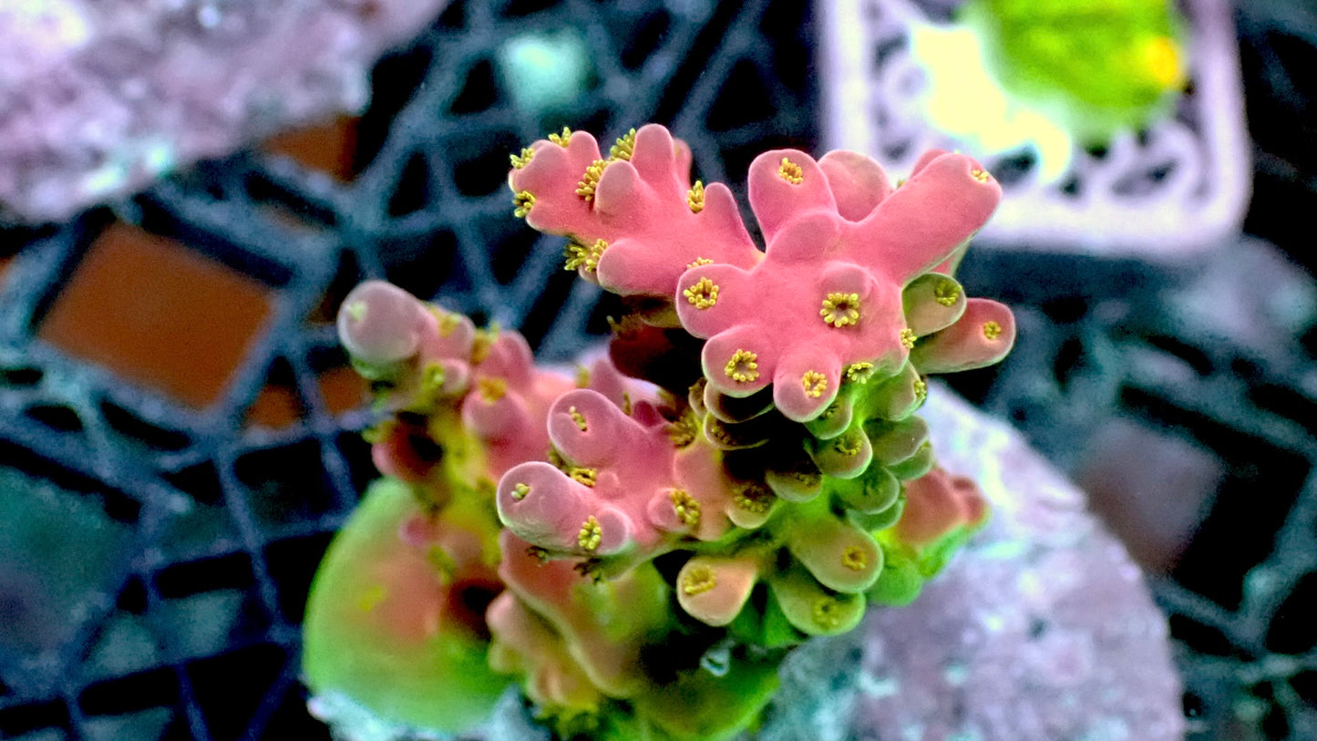 Pinkie acropora 1” frag