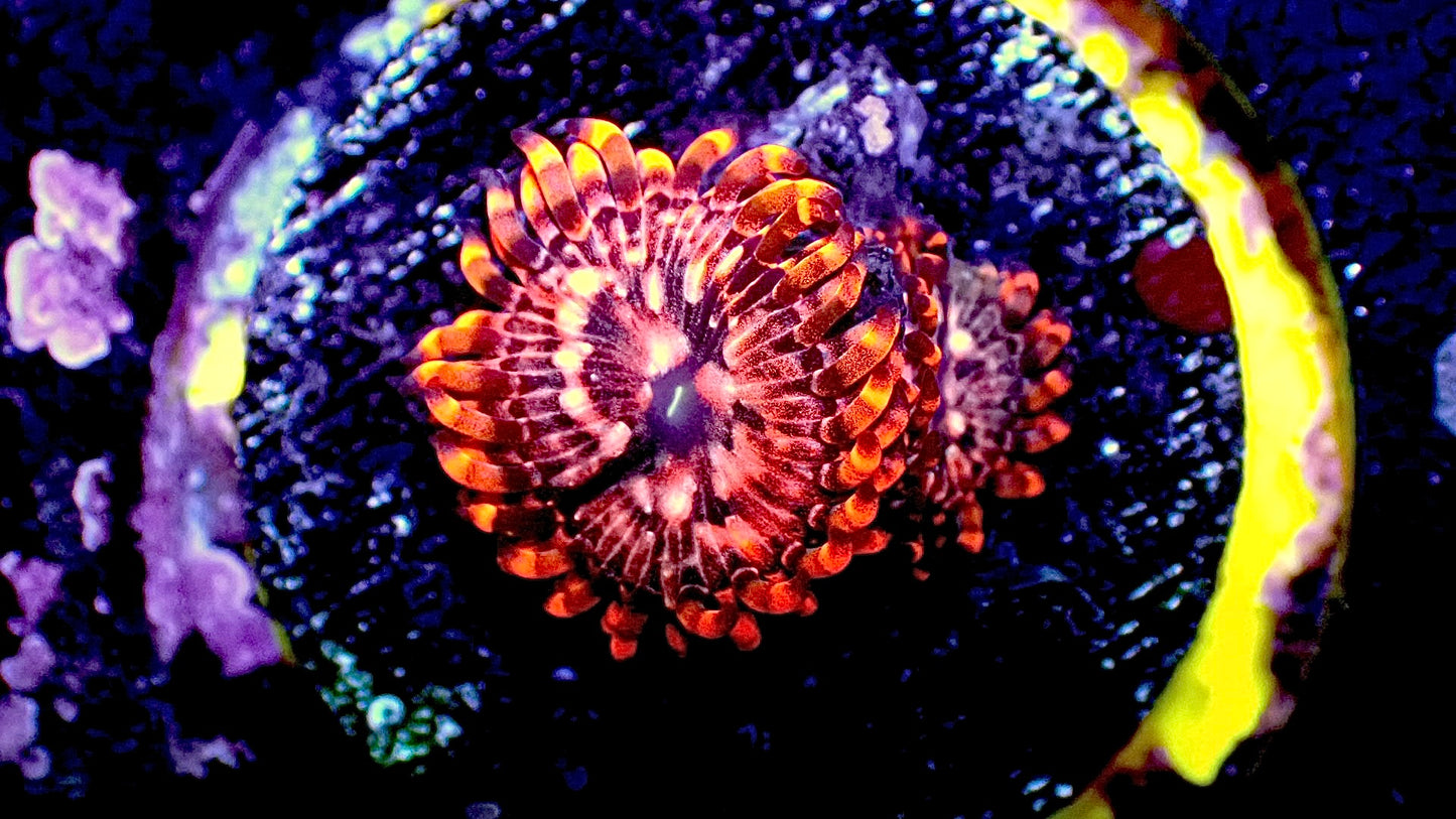 Utter chaos 1” frag 2+ heads