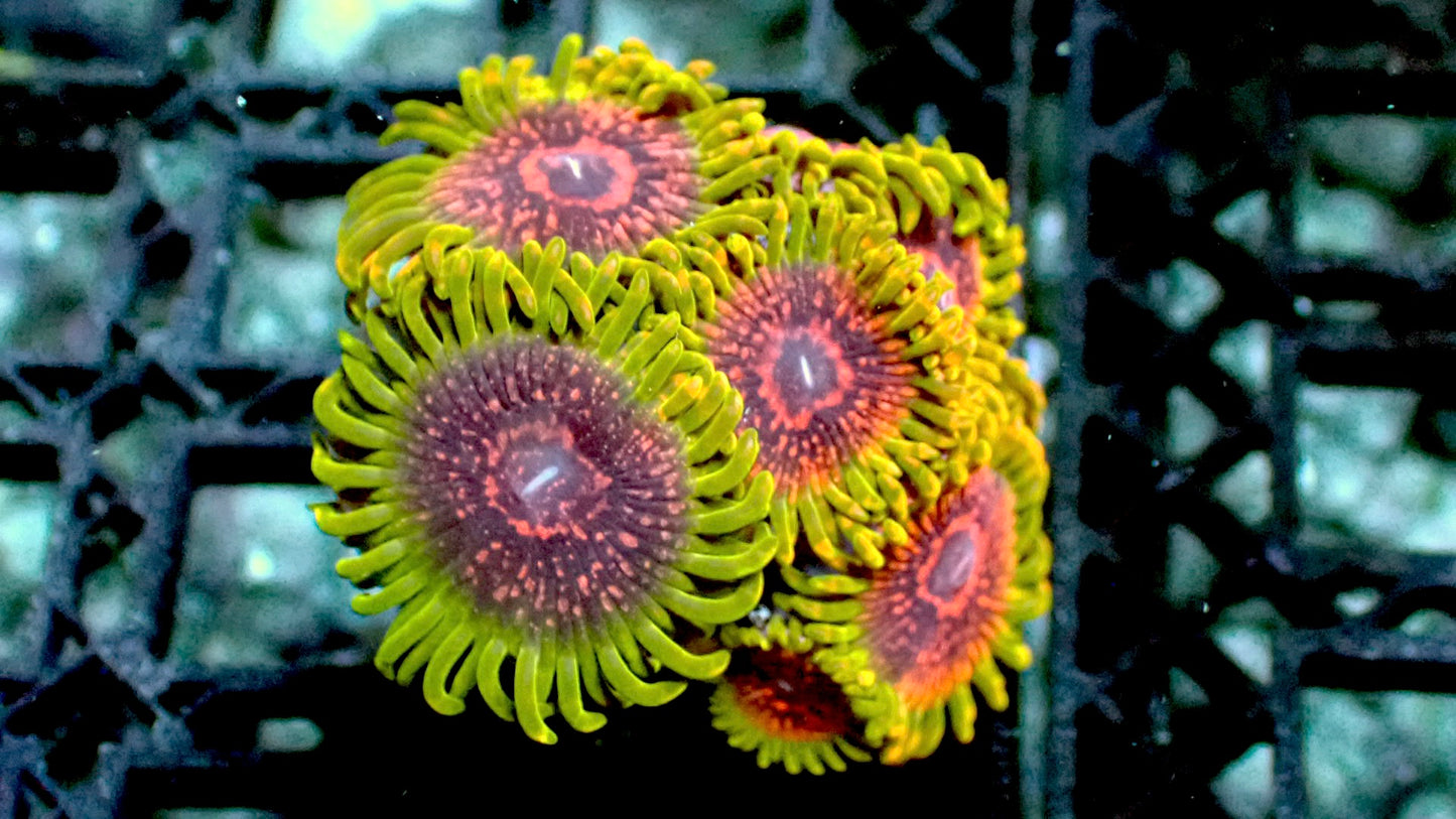Grand master krak gmk zoas 1” frag 3 heads+