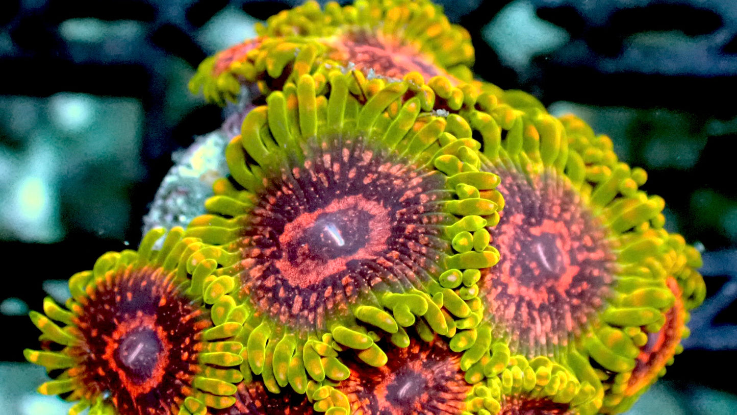 Grand master krak gmk zoas 1” frag 3 heads+