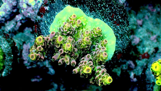 Mystery Purple tip acro 1” frag WYSIWYG