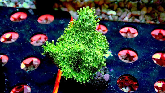 Green devils hand 1” frag