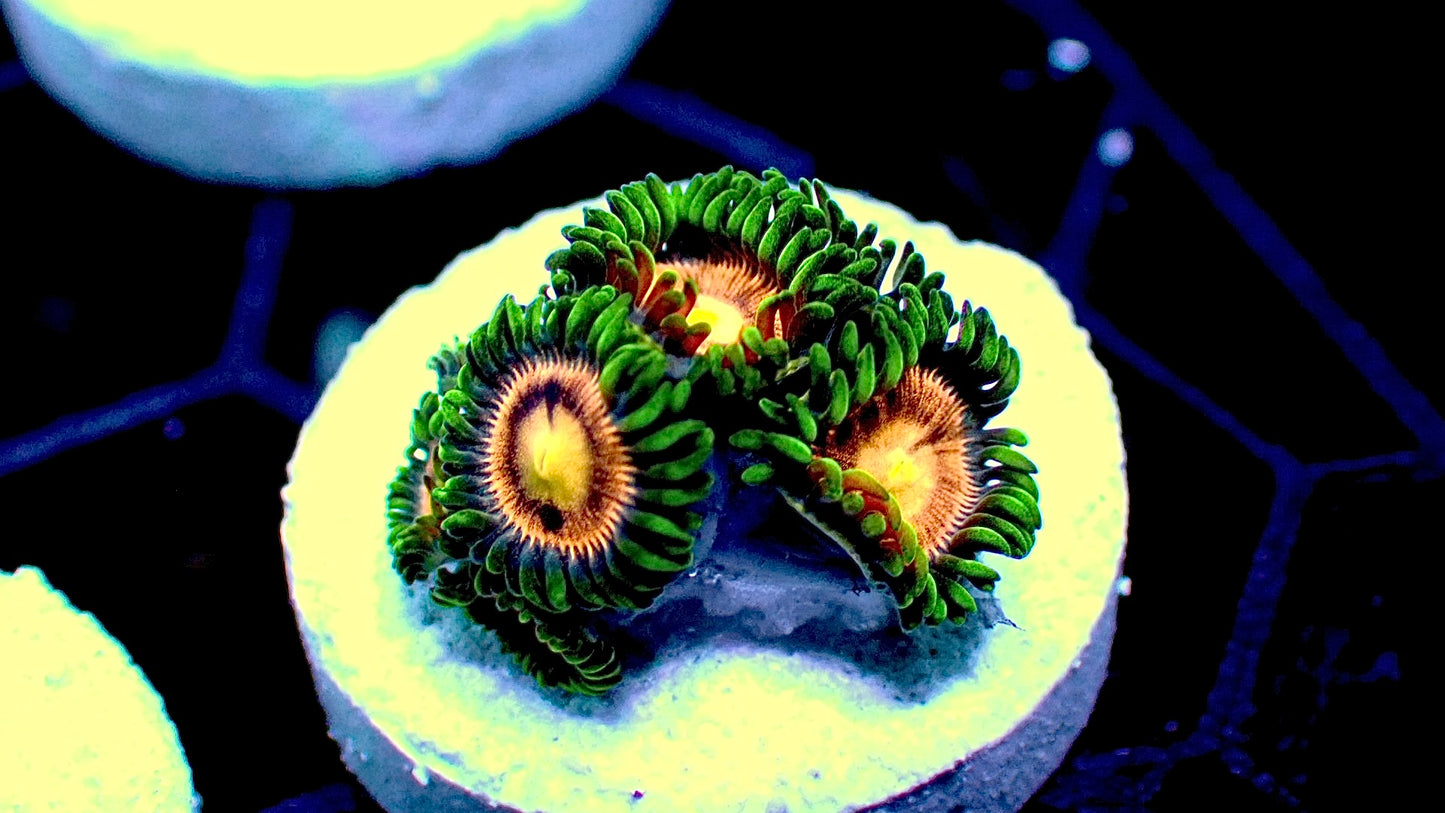 Laser lemon zoas 1” frag