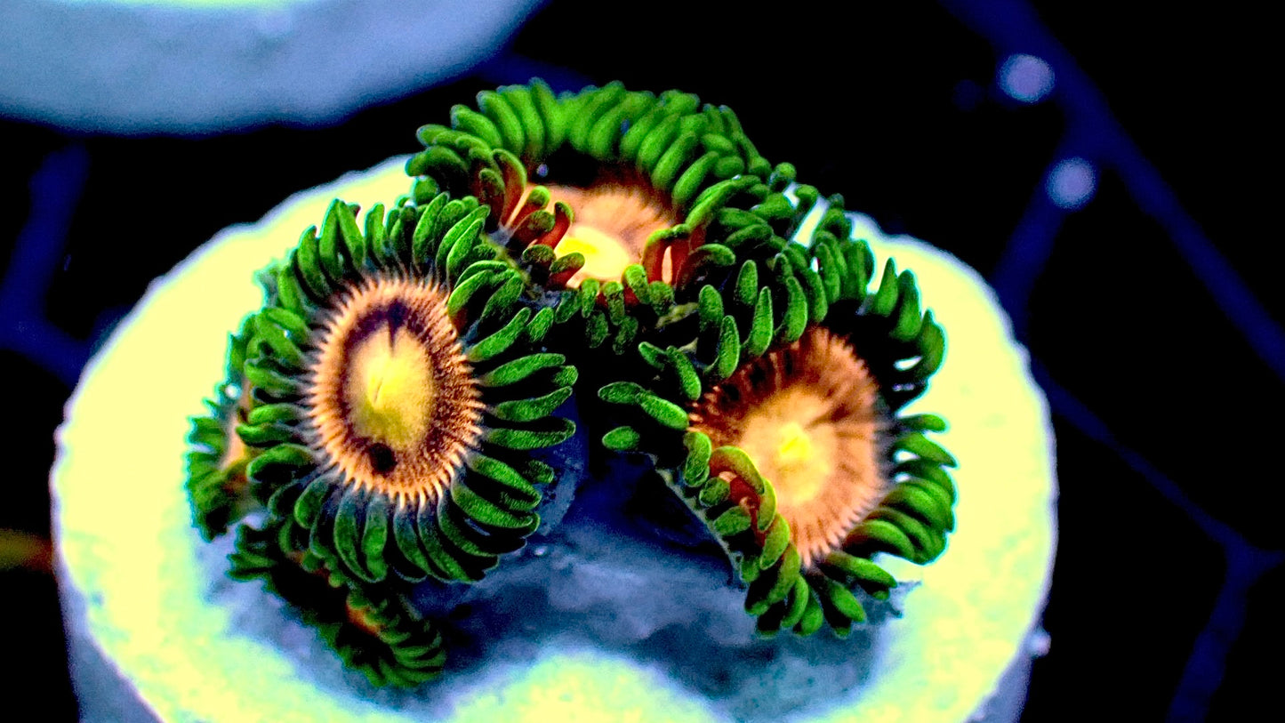 Laser lemon zoas 1” frag