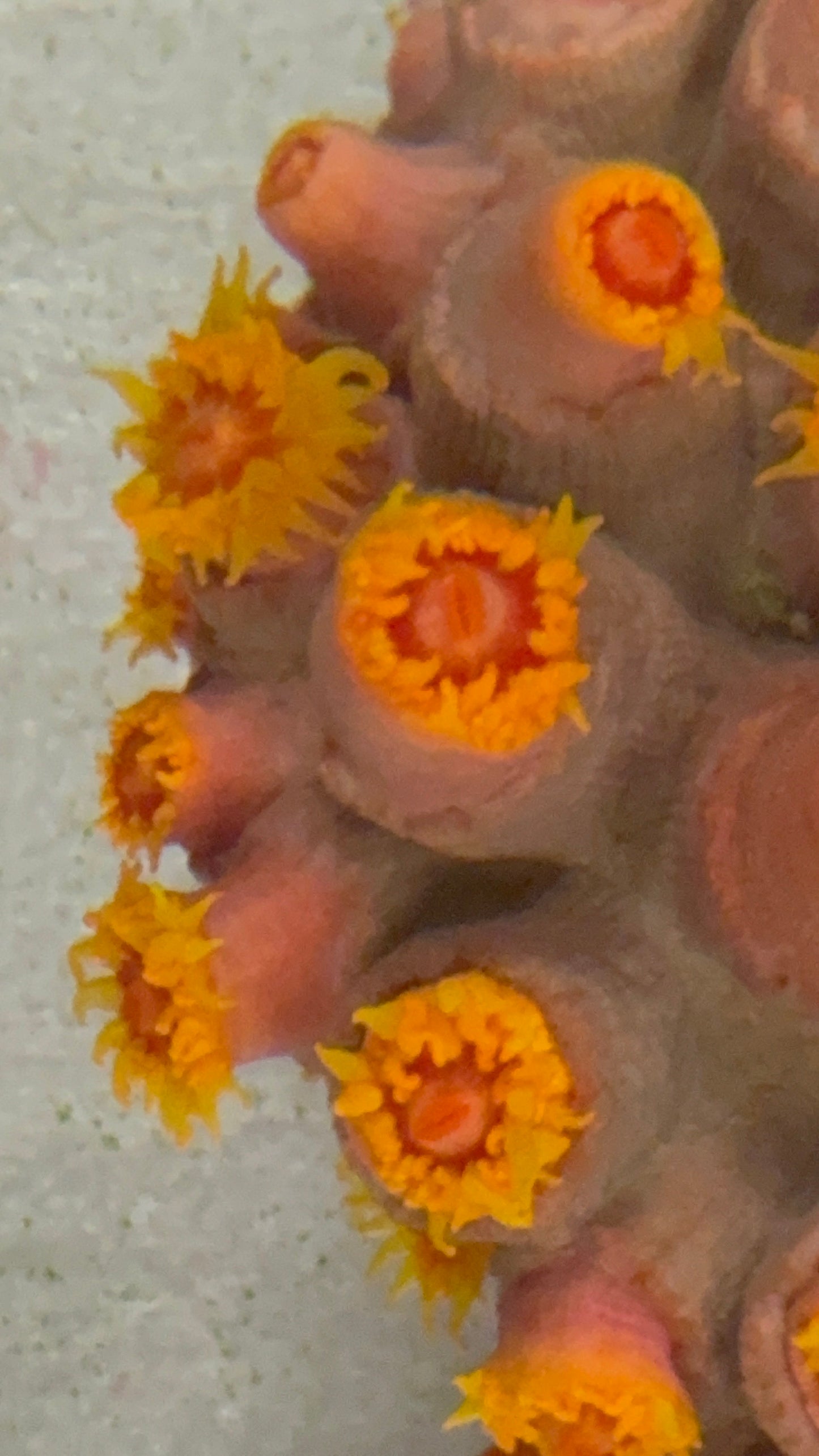 Sun coral 3” colony WYSIWYG