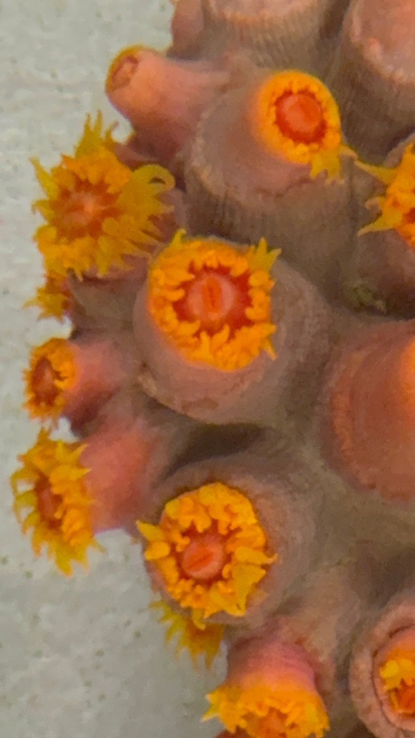 Sun coral 3” colony WYSIWYG