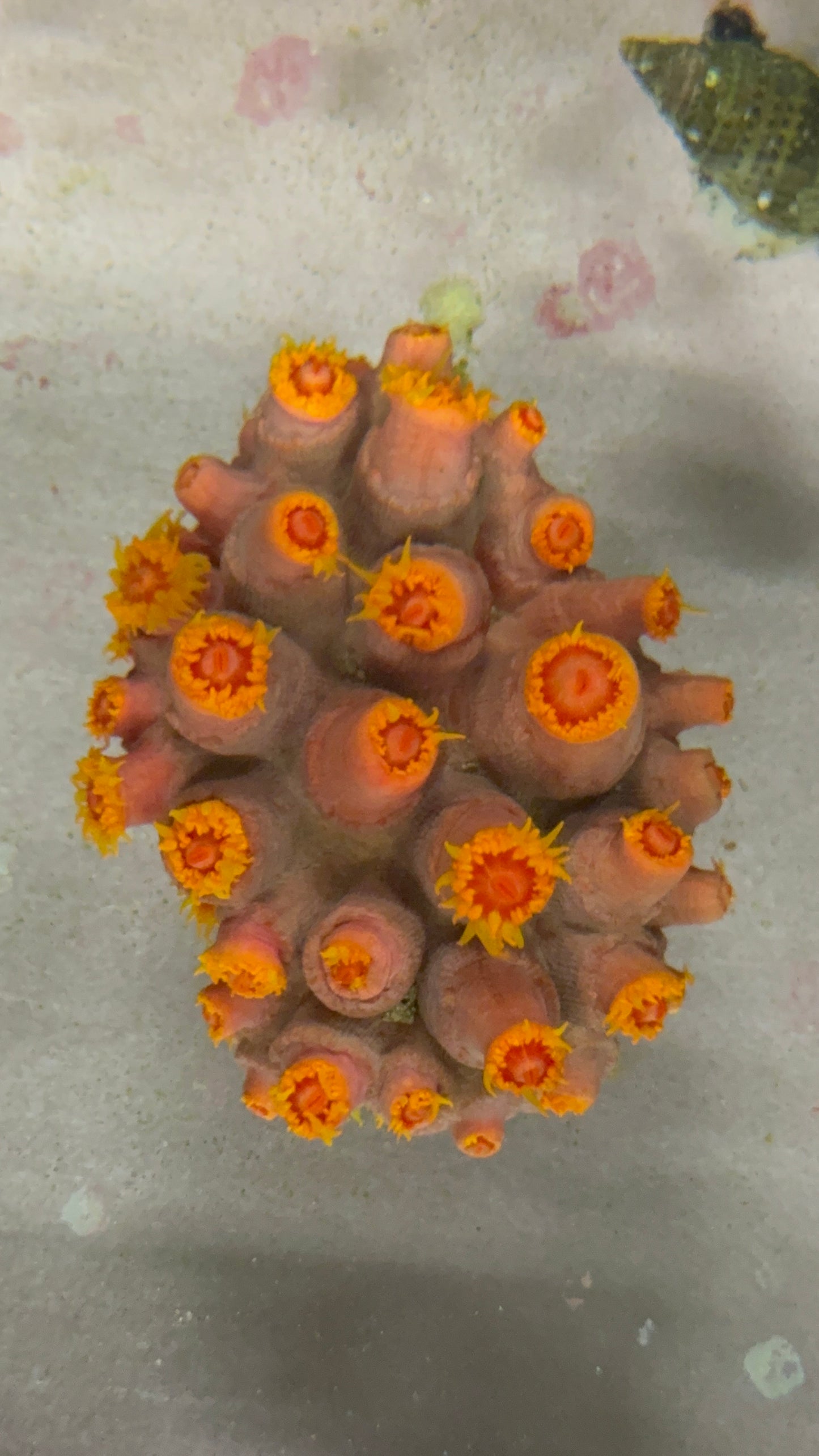 Sun coral 3” colony WYSIWYG