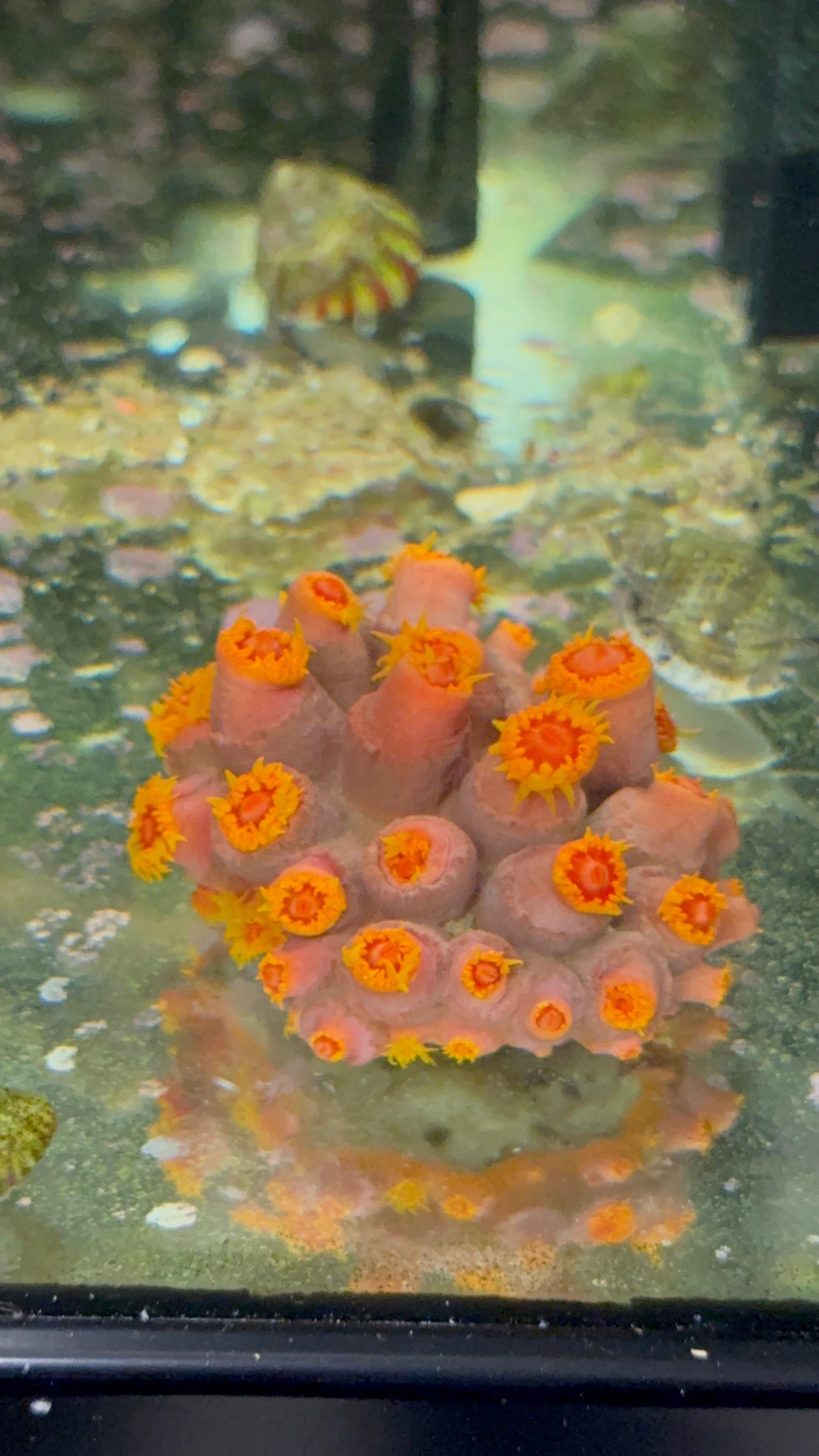 Sun coral 3” colony WYSIWYG