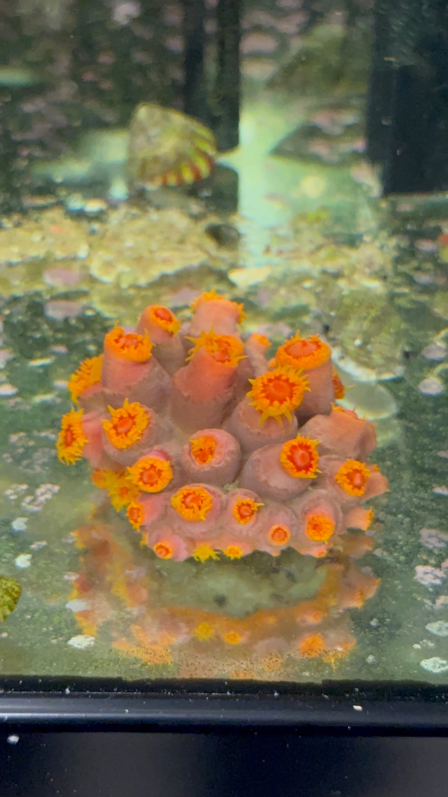 Sun coral 3” colony WYSIWYG