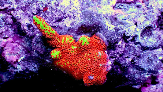 Forest fire monti Digitata 1” frag
