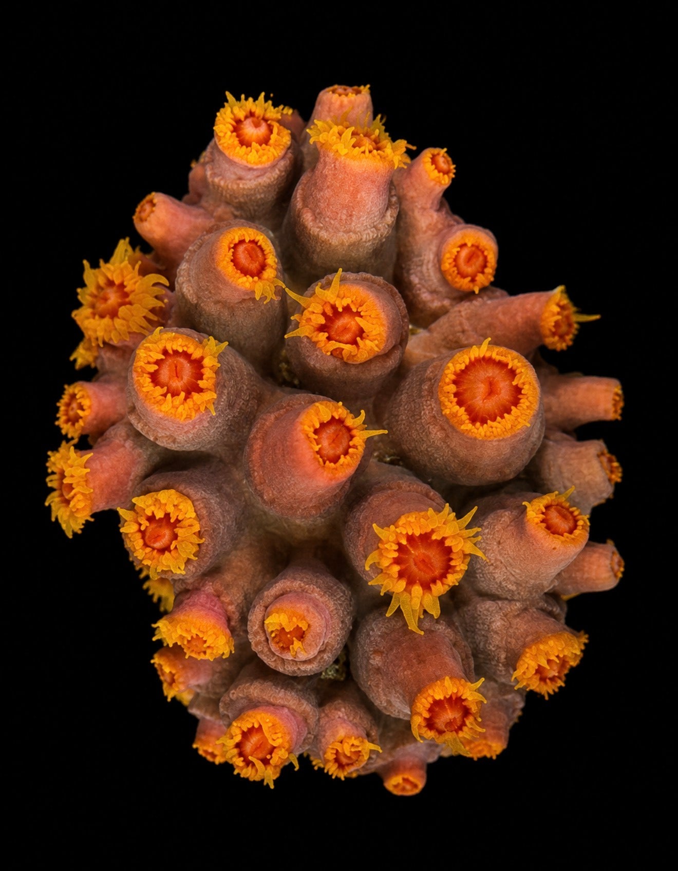 Sun coral 3” colony WYSIWYG