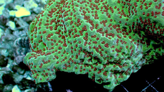 ORA Jedi mind trick montipora 1” frag