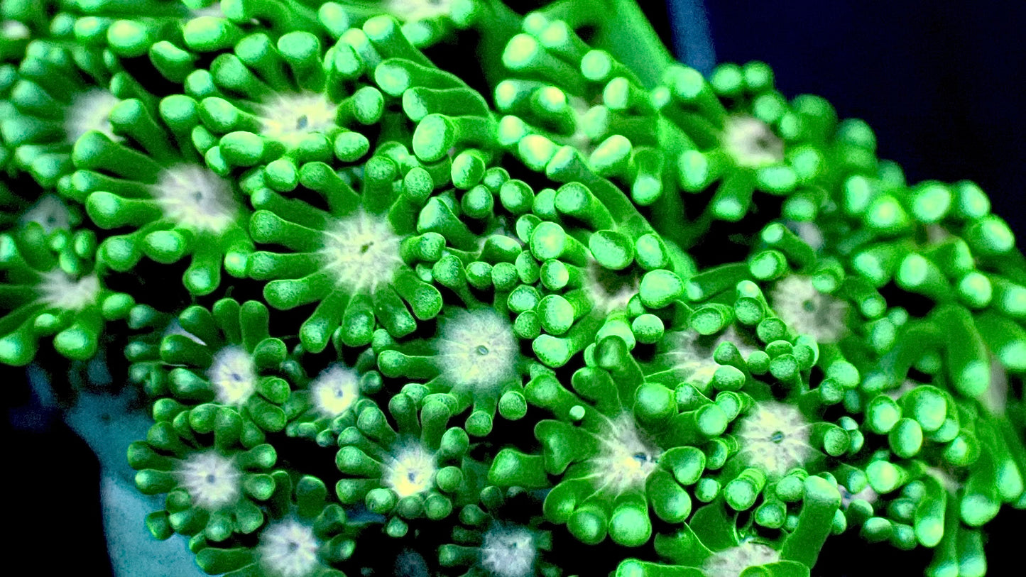 Green Alveopora 1” frag