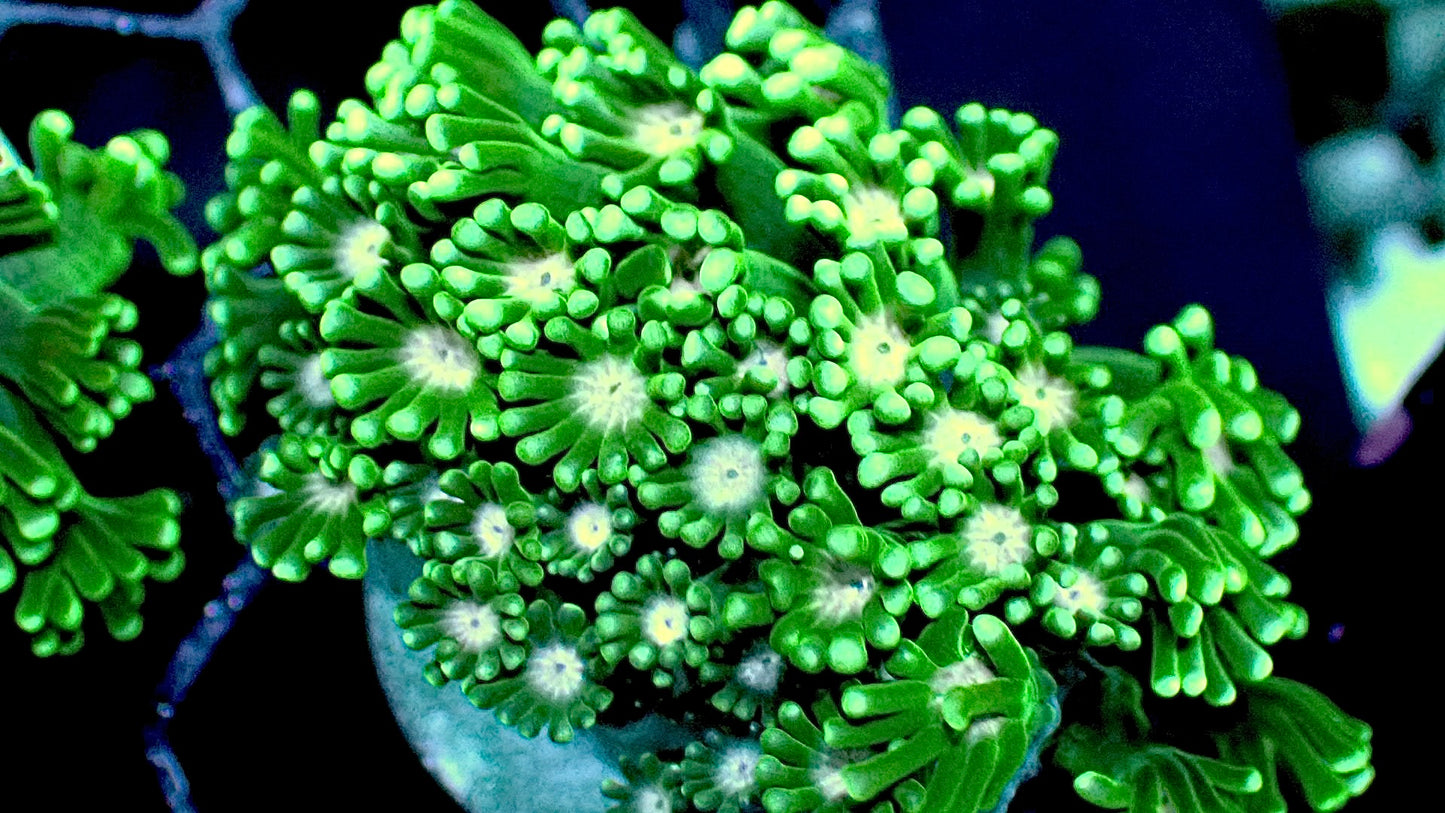 Green Alveopora 1” frag
