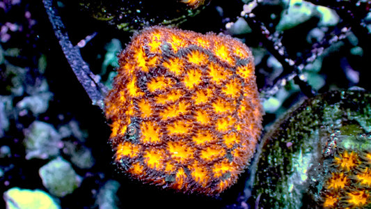 Orange Leptastrea 1” frag