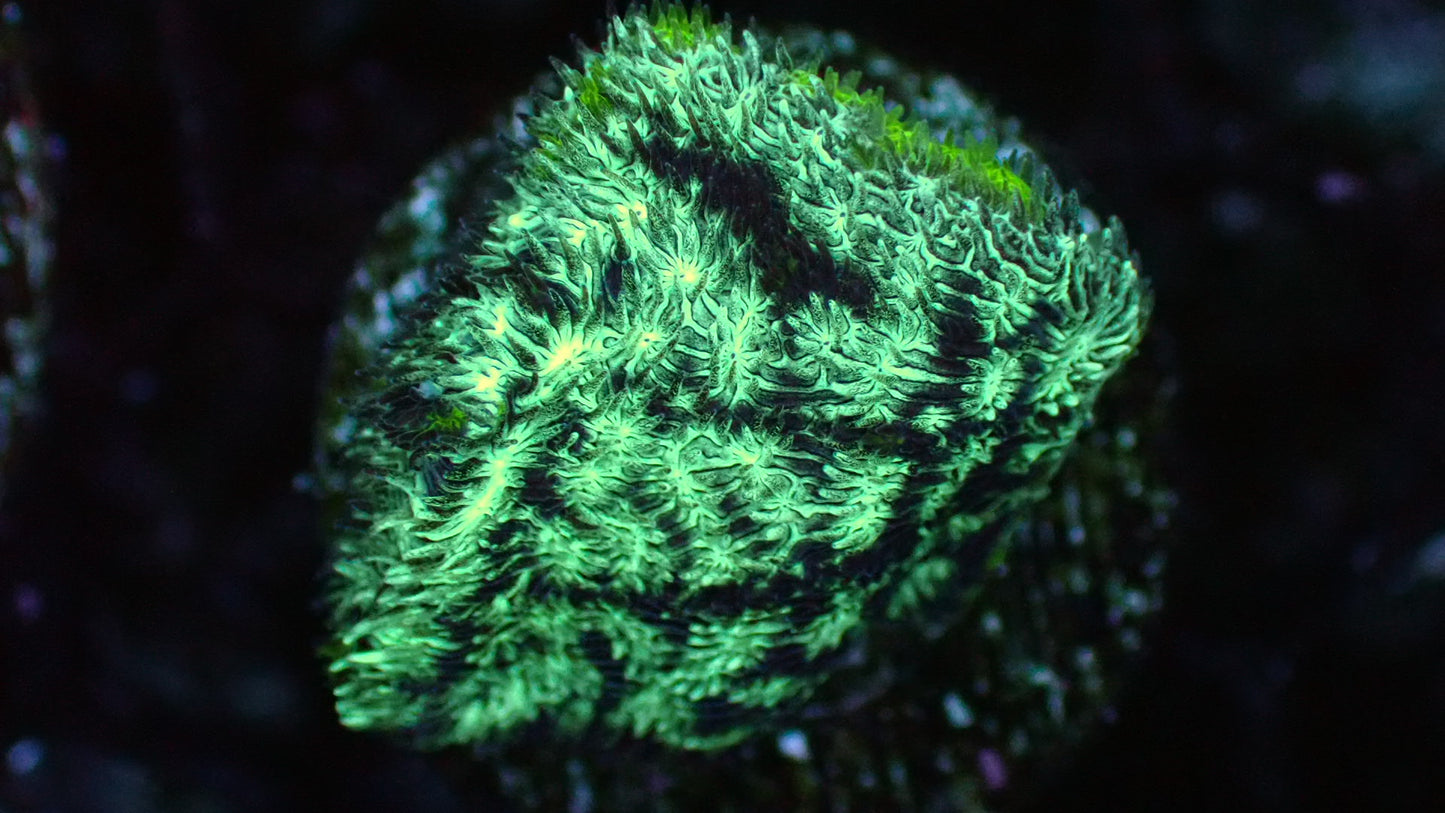 Frankenstein lepto 1” frag