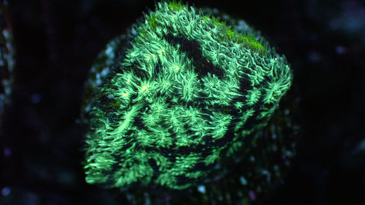 Frankenstein lepto 1” frag