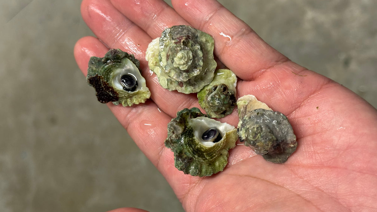 Frilled trochus 3x snails lot