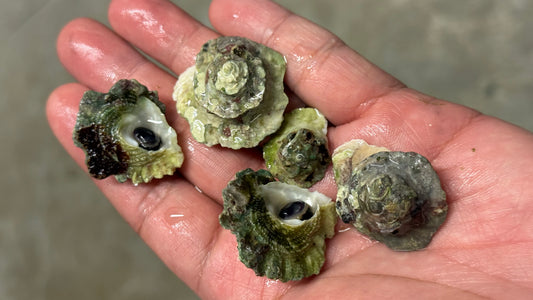 Frilled trochus 3x snails lot