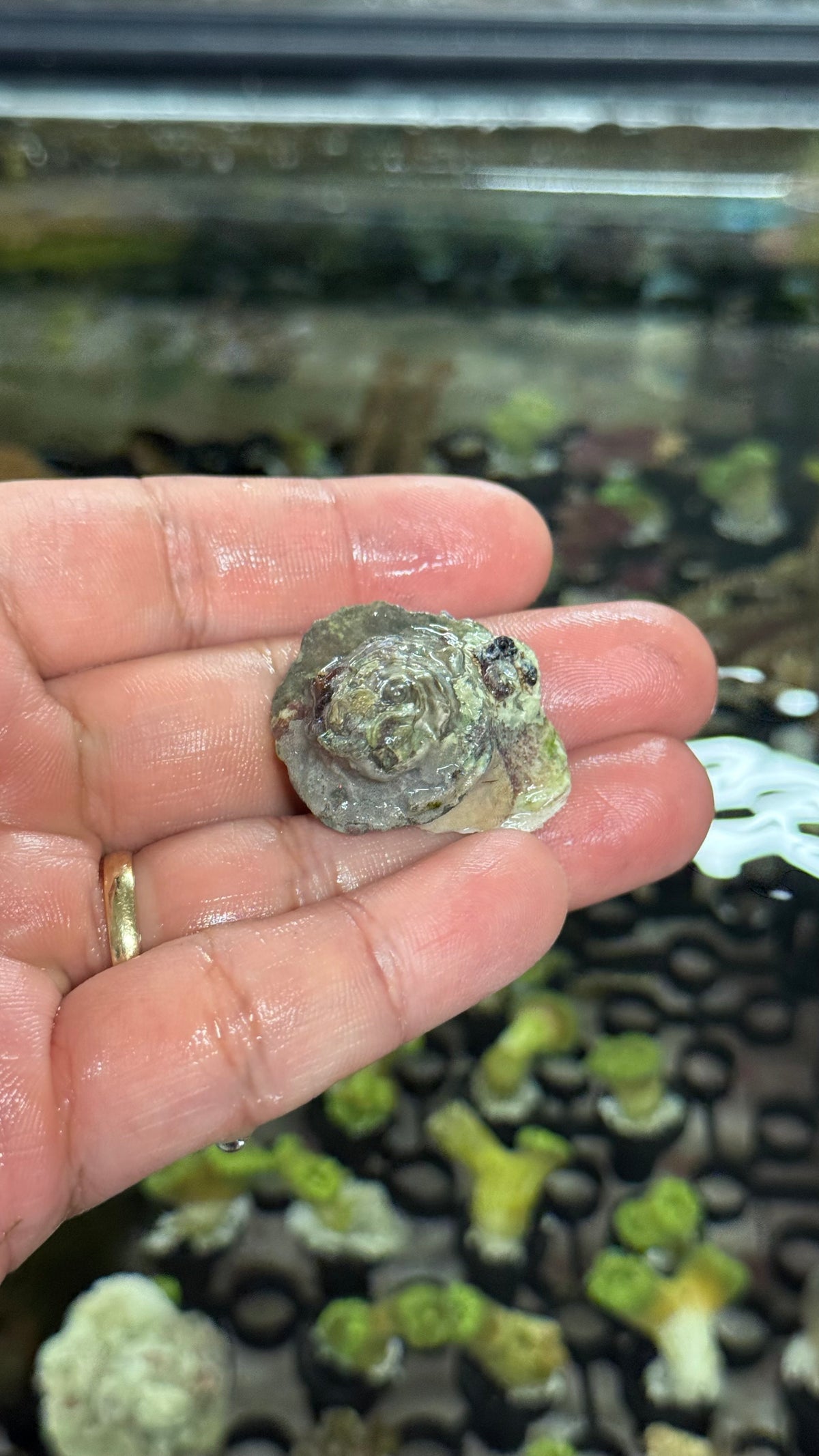 Frilled trochus 3x snails lot
