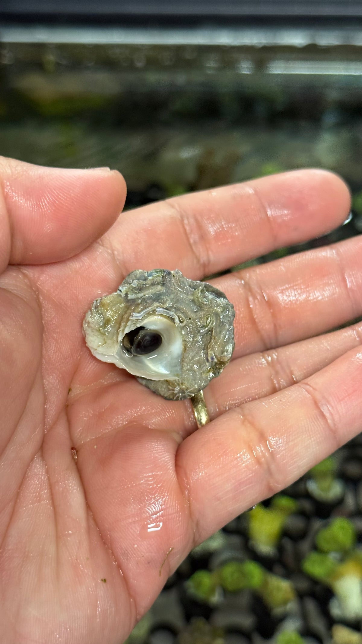 Frilled trochus 3x snails lot