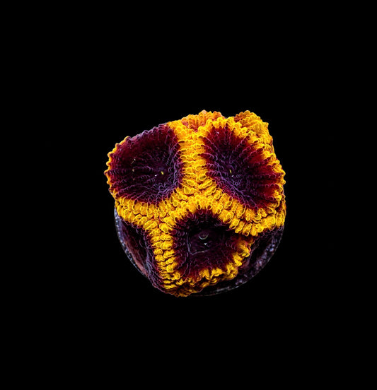 Wolverine favia brain 1” frag