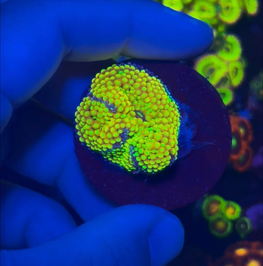 Yellow Florida Ricordea 1” frag