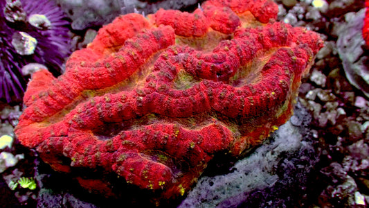 Red Dragon Lobophyllia brain 4” colony WYSIWYG