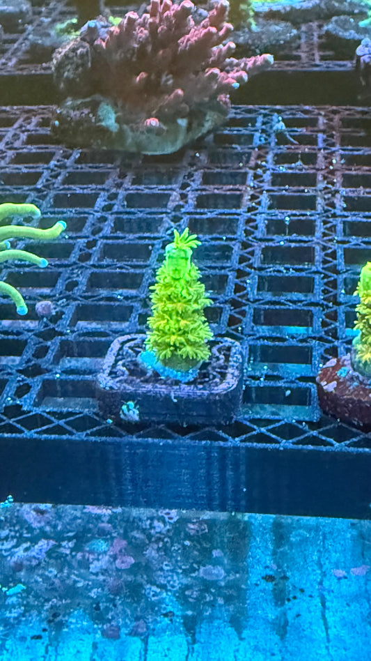 Homewrecker acro 1” frag