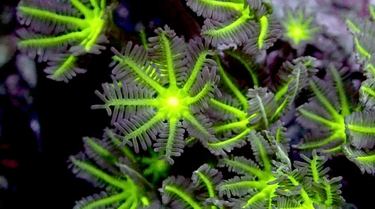 Alien forest cloves polyps 4” colony 30+ polyps WYSIWYG