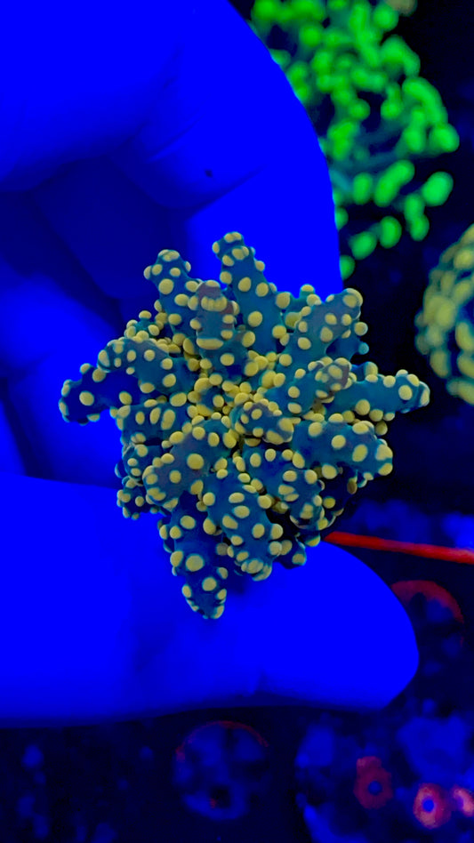 Blue Octospawn 1” frag