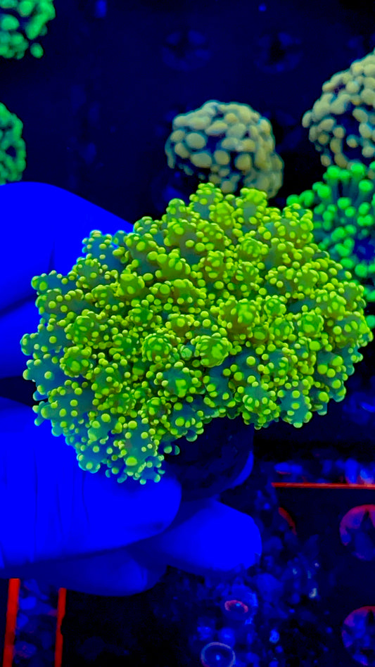 Neon yellow Octospawn 1” frag