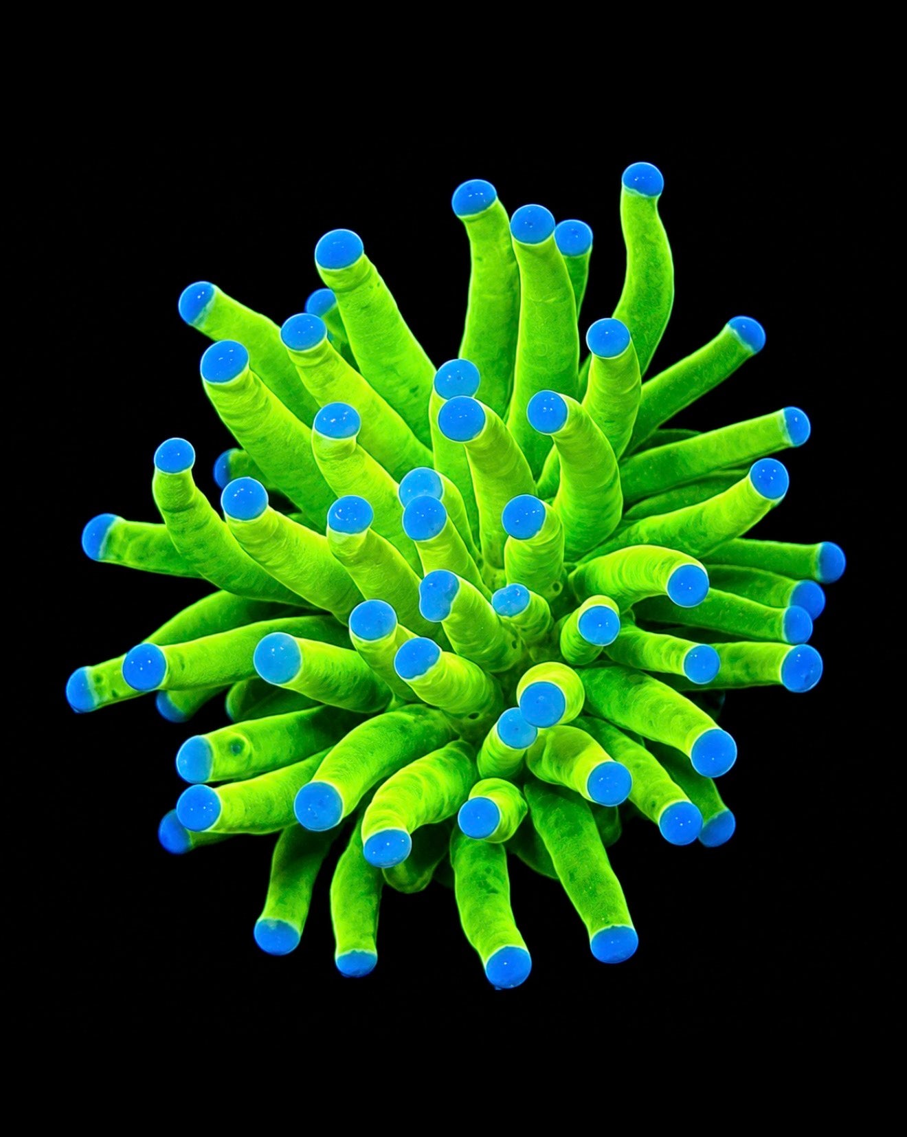 Holy grail torch 1” frag