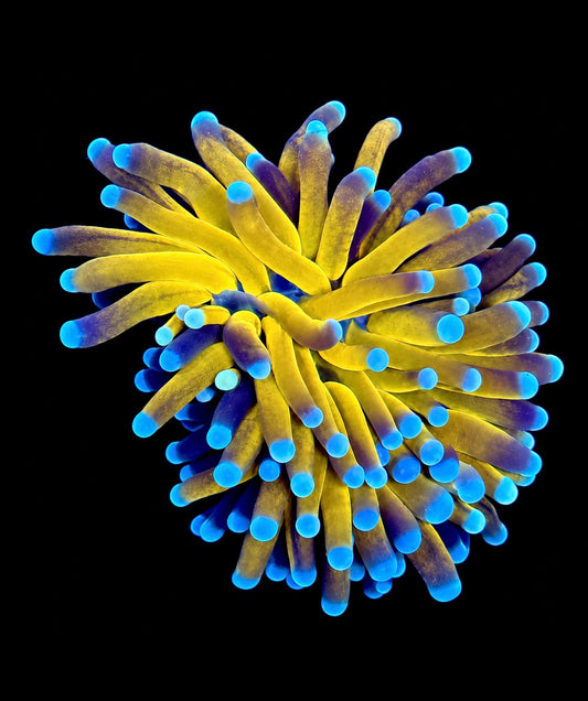 Tiger torch 1” frag