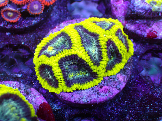 Blue diamond favia 1" frag