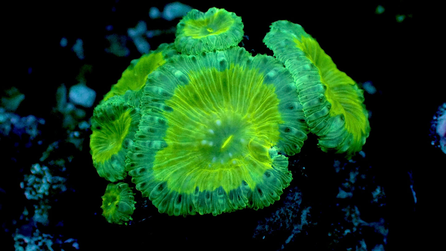 Green goddess Blastomussa welsi 2” colony