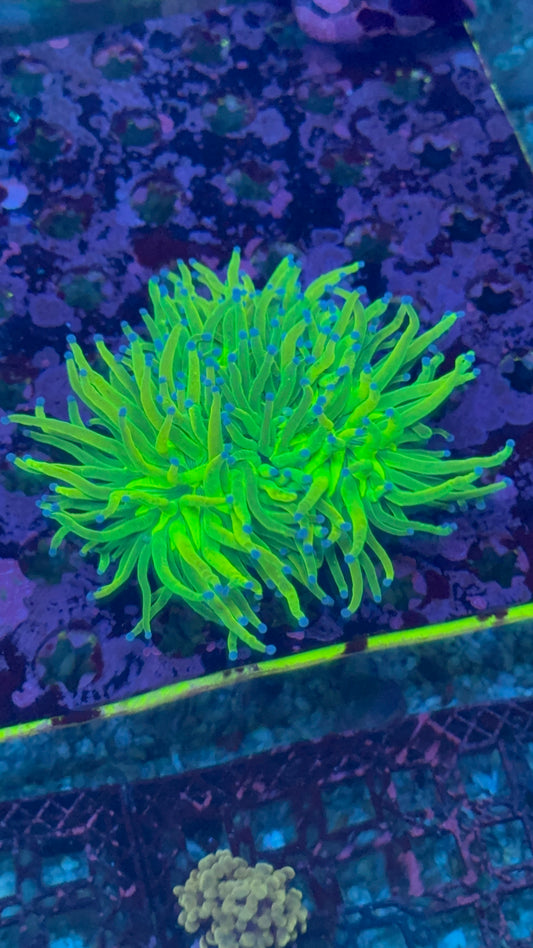 3 head holy grail torch WYSIWYG 3”