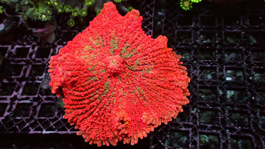 Ultra Orange blossom yuma XL 3” WYSIWYG