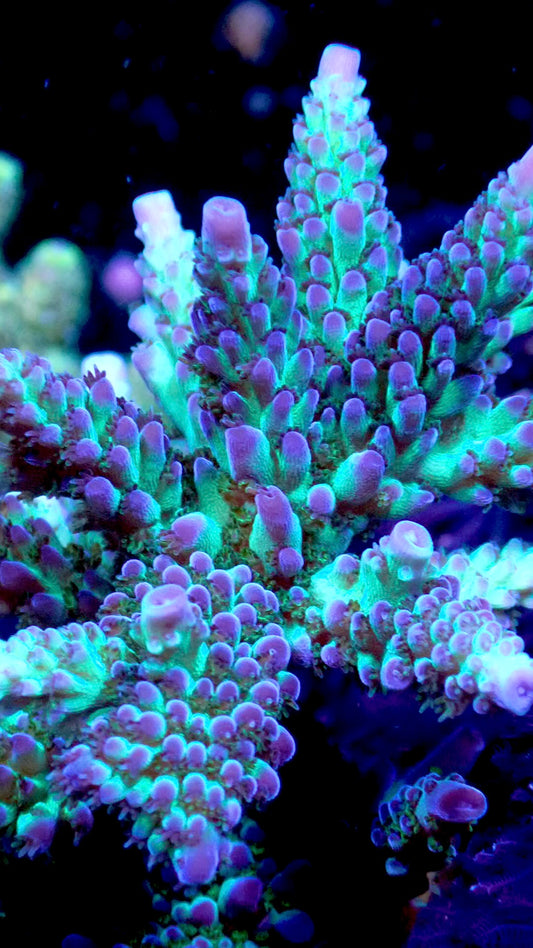 Grape escape acro 1” frag