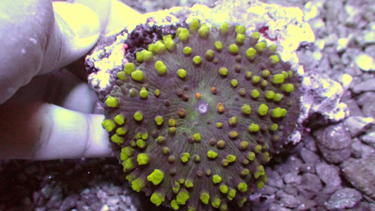 Bounce house mushroom XL 3” WYSIWYG