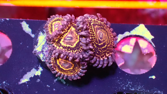 Stratsopheres 3-4 heads 1” frag