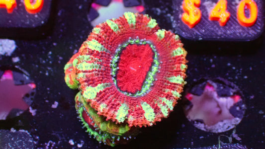 Candy cane Asian acans 1” frag