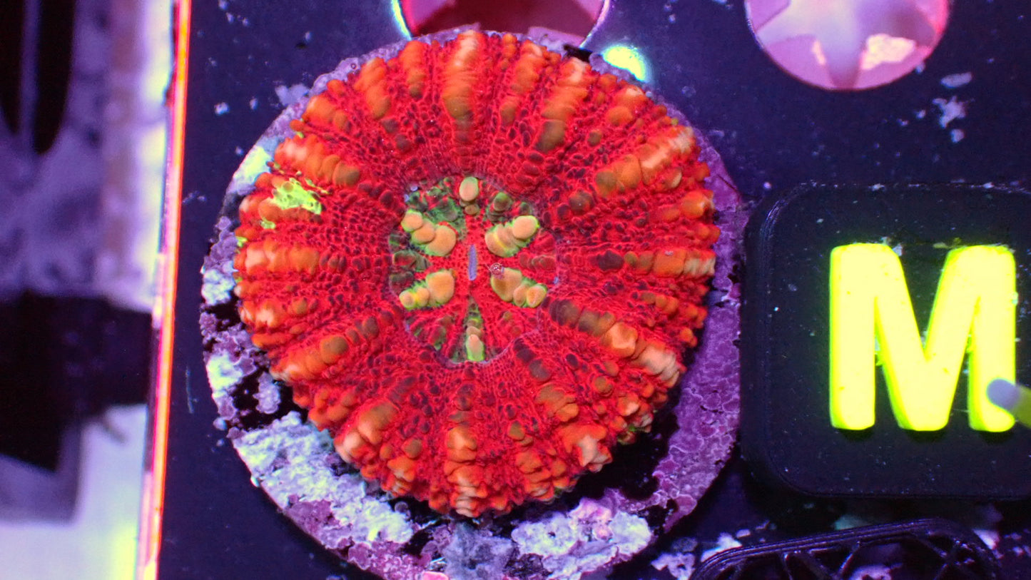 Tiger button scoly 2” WYSIWYG