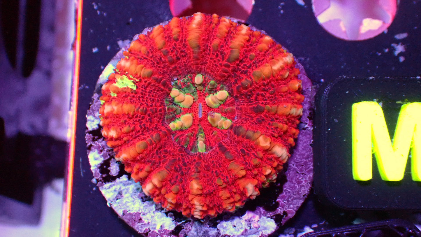 Tiger button scoly 2” WYSIWYG