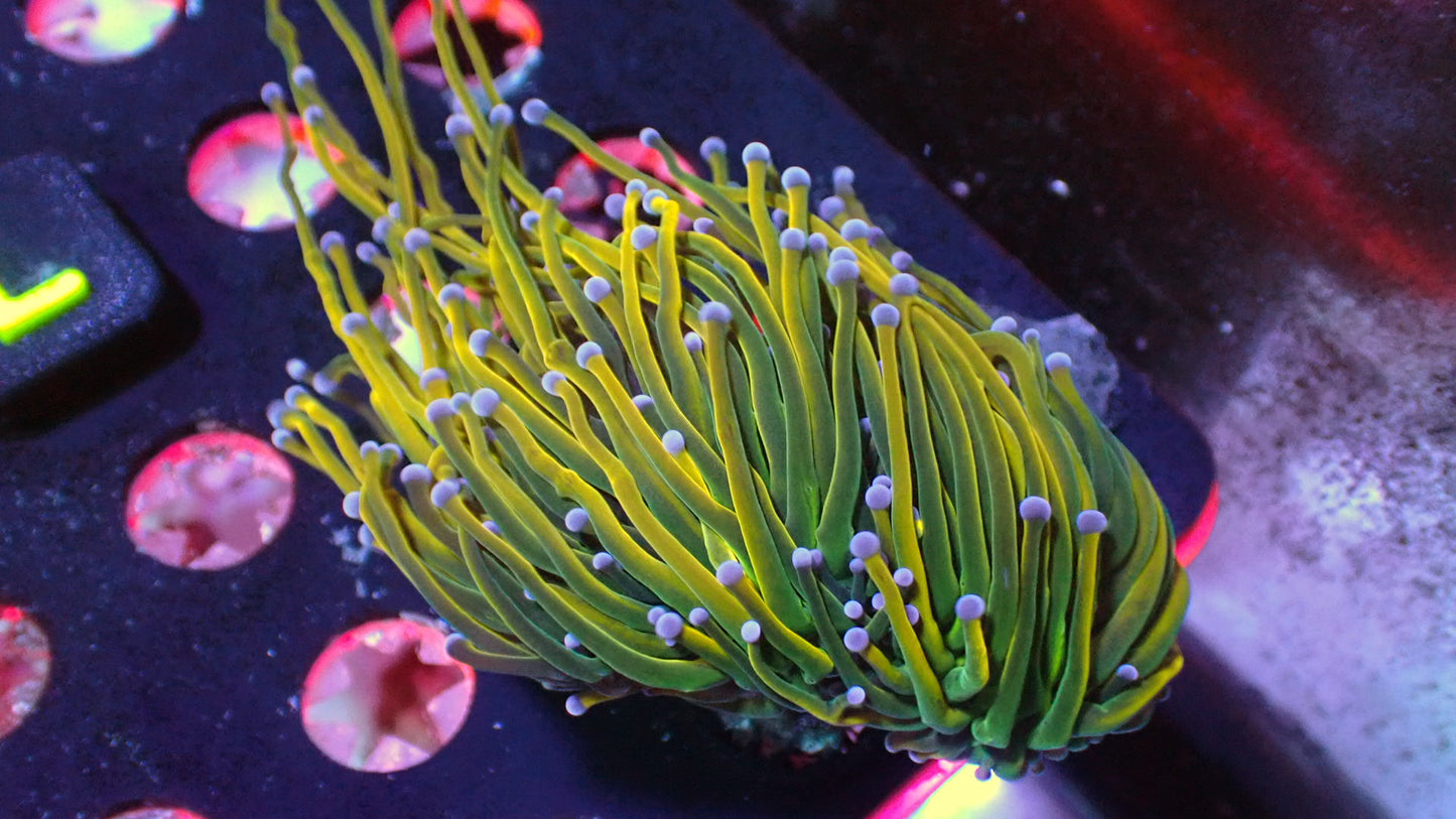 Yellow Holy grail torch 1” frag