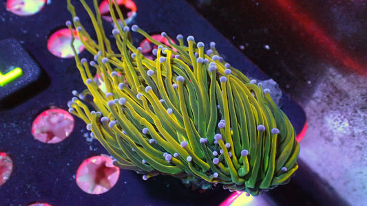 Yellow Holy grail torch 1” frag