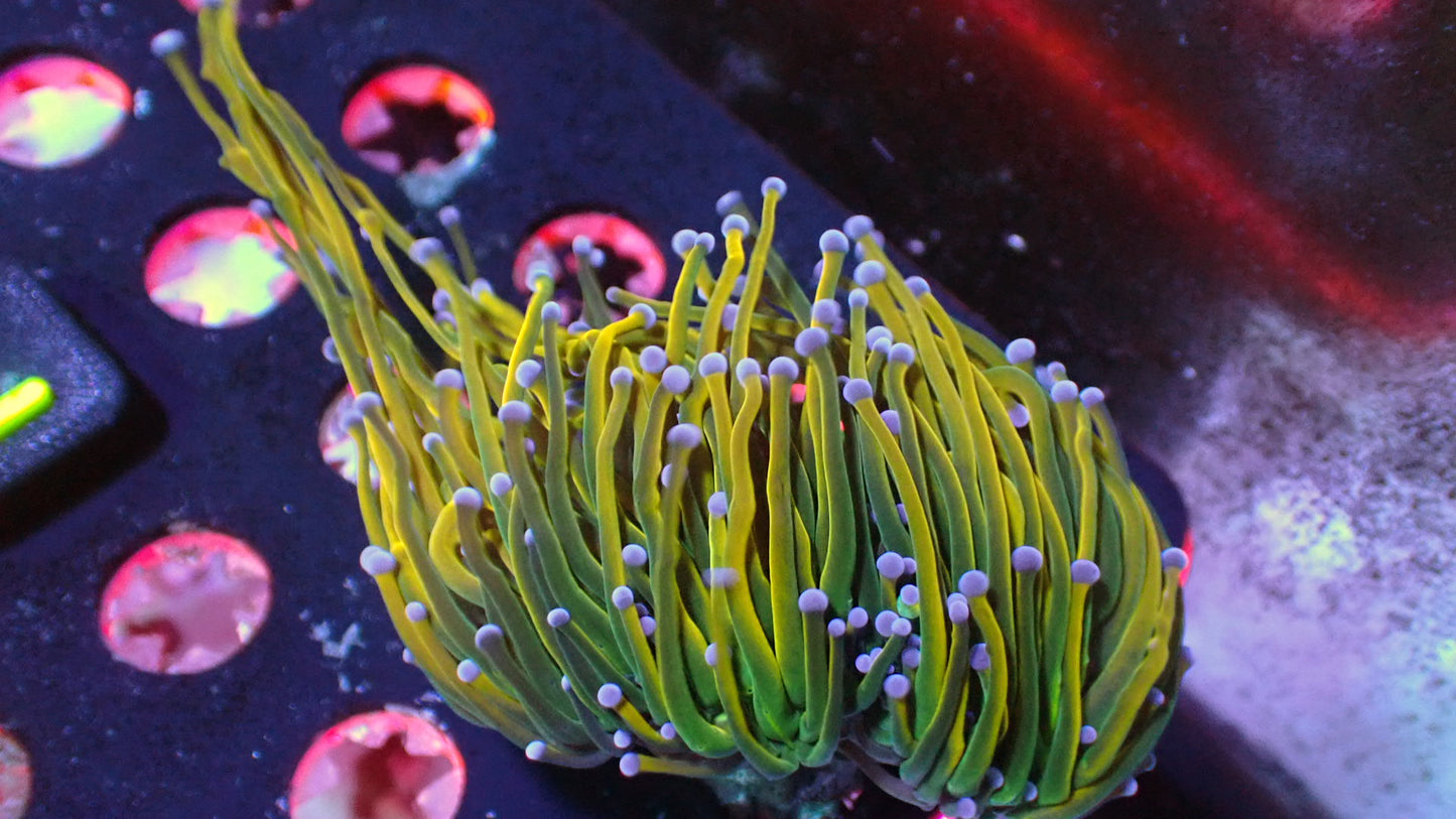 Yellow Holy grail torch 1” frag