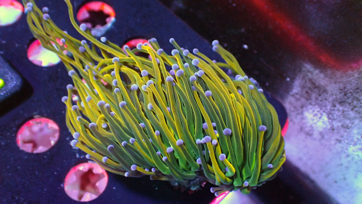 Yellow Holy grail torch 1” frag